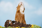 smooth-haired guinea pig