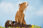 smooth-haired guinea pig