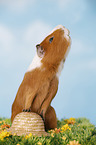 smooth-haired guinea pig