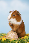 smooth-haired guinea pig