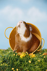 smooth-haired guinea pig