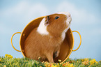 smooth-haired guinea pig