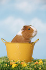 smooth-haired guinea pig