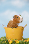smooth-haired guinea pig