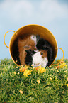 Abyssinian guinea pig