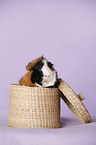 Abyssinian guinea pig