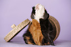 Abyssinian guinea pig