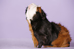 Abyssinian guinea pig