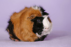 Abyssinian guinea pig