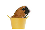 Abyssinian guinea pig