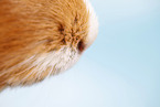smooth-haired guinea pig