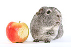 smooth-haired guinea pig with apple