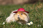 long-haired guinea pig