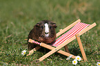 smooth haired guinea pig