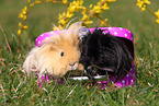 long-haired guinea pigs