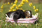 guinea pigs