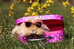 long-haired guinea pig