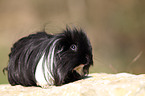 long-haired guinea pig