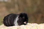 long-haired guinea pig