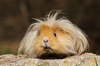 long-haired guinea pig