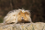 long-haired guinea pig