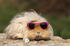 long-haired guinea pig