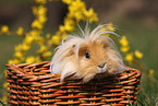 long-haired guinea pig