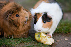 guinea pigs