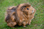 guinea pig