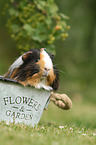 guinea pig