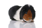 Teddy guinea pig