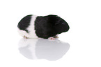 smoothhaired guinea pig