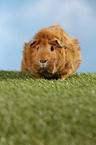 Abyssinian guinea pig