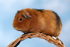 Teddy guinea pig