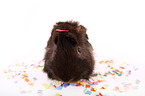 guinea pig