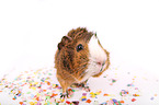 guinea pig