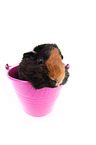 guinea pig