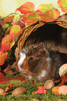 young Abyssinian guinea pig