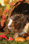 young Abyssinian guinea pig