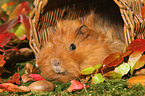 guinea pig