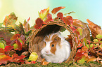 young angora guinea pig