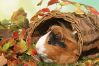 Sheltie Guinea Pig