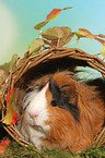 Sheltie Guinea Pig