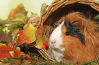 Sheltie Guinea Pig