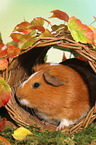 Smooth-haired Guinea Pig