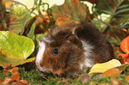 young Abyssinian guinea pig