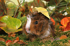 young Abyssinian guinea pig