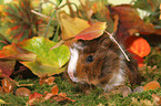 young Abyssinian guinea pig