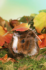 young Abyssinian guinea pig