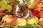 young Abyssinian guinea pig